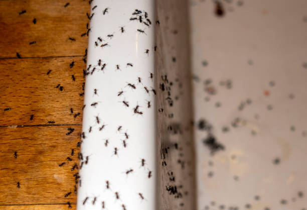 Reliable Isle Of Hope, GA Pest Control Solutions