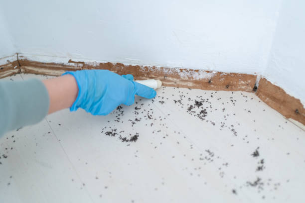 Best Flea Control Services  in Isle Of Hope, GA